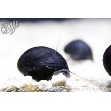 Snail Black Helmet - neritina  pulligera