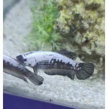 Female Samurai Betta