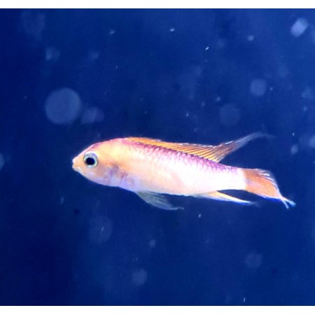 Apistogramma agassizi fire red