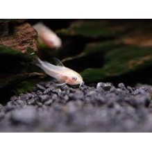 Corydorus Albino Pygmy