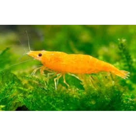 Shrimp Neocaridina davidi- Orange Cherry Shrimp