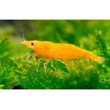 Shrimp Neocaridina davidi- Orange Cherry Shrimp