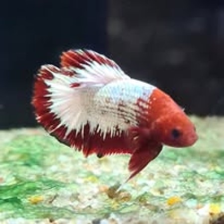 Male Hellboy Betta