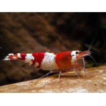 Shrimp Caridina cantonensis - Red Crystal