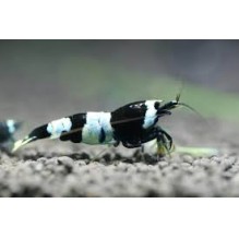 Shrimp Caridina cantonensis Black Cystal