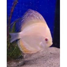 2.5 inch Yellow Pidgeon