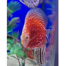 2.5 inch Pidgeon blood