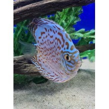 3-4 Inch Brilliant Turquoise