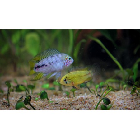 Apistogramma borellii (Umbrella Cichlid)