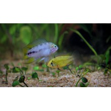 Apistogramma borellii (Umbrella Cichlid)