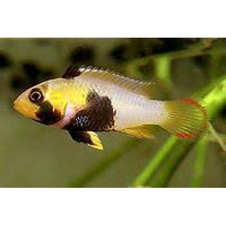 Apistogramma panduro (Blue Panda Apisto)