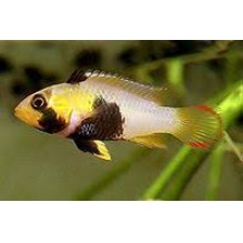 Apistogramma panduro (Blue Panda Apisto)