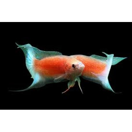 Fire & Ice Paradise Fish (Macropodus opercularis)