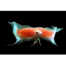 Fire & Ice Paradise Fish (Macropodus opercularis)