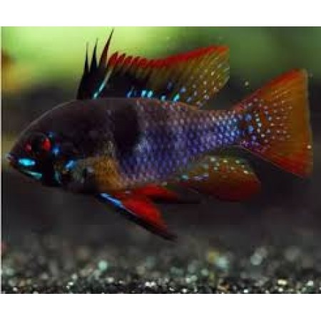 Black Ram Mikrogeophagus ramirezi