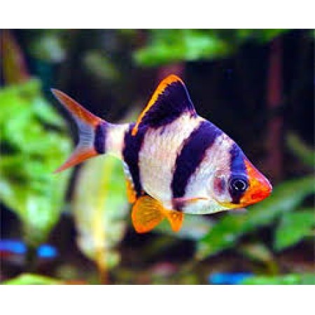 Tiger Barb (Puntigrus tetrazona)