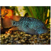 Texas Cichlid (Herichthys cyanoguttatus) 3-4 inch