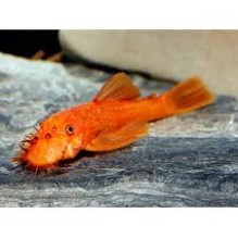 Super Red Bristlenose Ancistrus Super Red