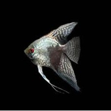 Angel Smokey Pterophyllum scalare morph