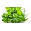 Anubias barteri ‘Mini Coin’ Tropica 1 2 grow