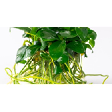 Anubias barteri ‘Nana’