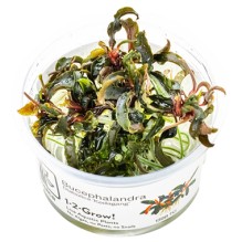 Bucephalandra 'Kedagang'