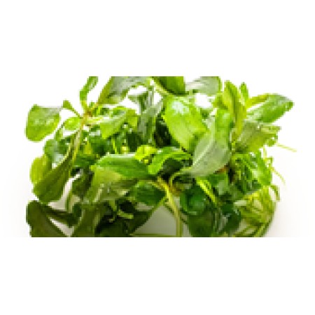 Bucephalandra pygmaea 'Bukit Kelam'