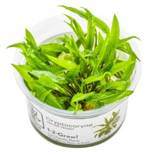 Cryptocoryne wendtii 'Green'