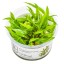 Cryptocoryne wendtii 'Green'