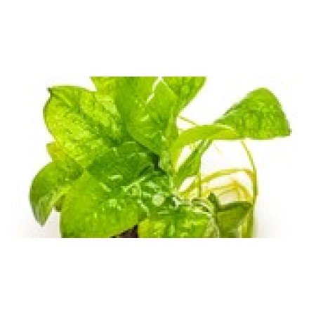 Echinodorus grisebachii 'Tropica'