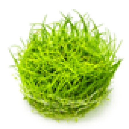 Eleocharis acicularis