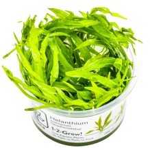 Helanthium bolivianum 'Quadricostatus'