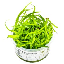 Helanthium Tenellum "Green"