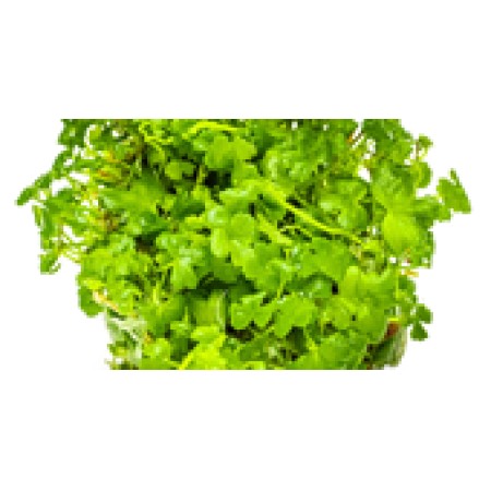 Hydrocotyle tripartita