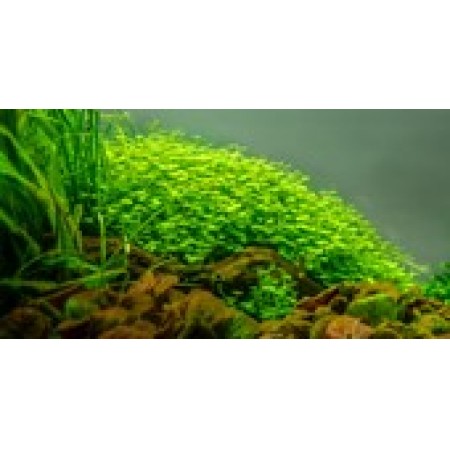 Hydrocotyle tripartita