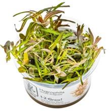 Hygrophila lancea 'Araguaia'