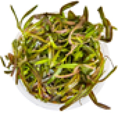 Hygrophila lancea 'Araguaia'