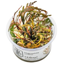 Hygrophila pinnatifida