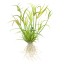 Juncus repens