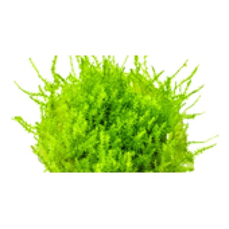 Leptodictyum riparium