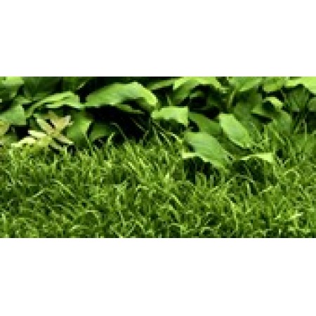 Lilaeopsis brasiliensis