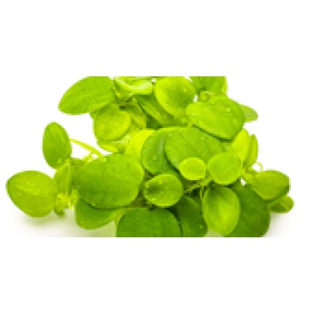 Limnobium laevigatum