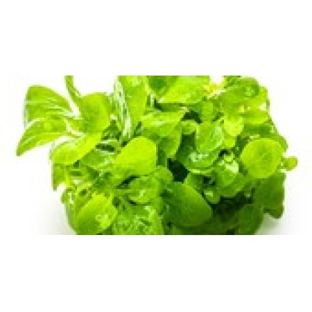 Lobelia cardinalis 'Mini'