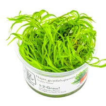 Lysimachia parvifolia ‘Red’