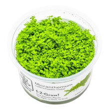 Micranthemum callitrichoides 'Cuba'