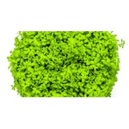 Micranthemum callitrichoides 'Cuba'