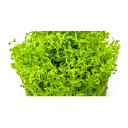 Micranthemum glomeratum