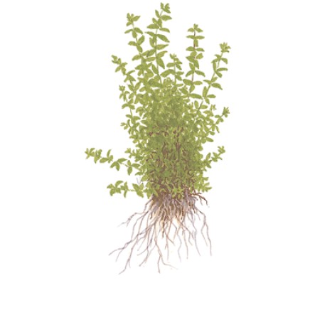 Micranthemum glomeratum