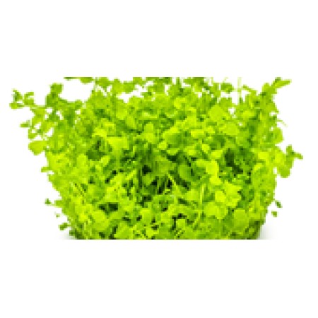 Micranthemum tweediei 'Monte Carlo'