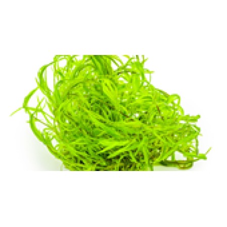 Najas guadalupensis ‘Guppy Grass’